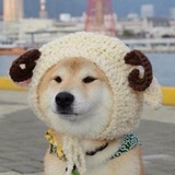 我可能是只傻猪