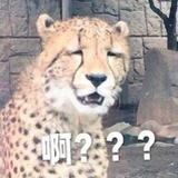 糖圈圈是甜甜圈