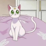 🐱