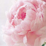 🐷🐶🐱海棠树林