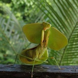 mantis