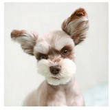 你好 我是隔壁老