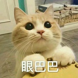 一只小橘猫