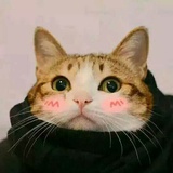 cooky