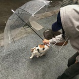 大幻想家
