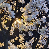 天若