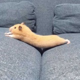 AA   网瘾小姐姐