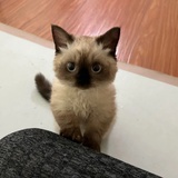 九莉