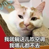Janestory