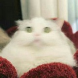 喵诶
