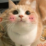 我是一只猫