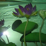 简单灬爱