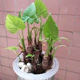 阿猛哥