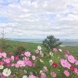 籽零