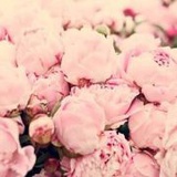 牛奶和爱丽丝mua
