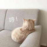 瓜瓜的哇哇