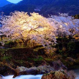 夏川鱼
