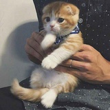 小园纸