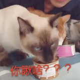 一条咸鱼罢辽