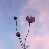 樱桃