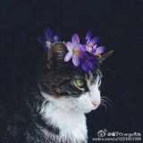 丙子冬