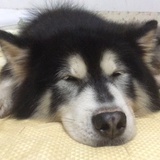 家有大🐶