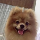 橙子
