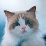 猫都在意