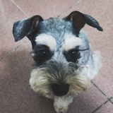 狗的一生