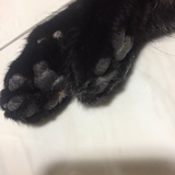 Afra