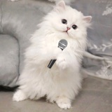 这就是霓蝶