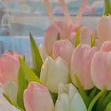 KOM