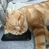 永爱猫猫