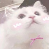 喵meow~