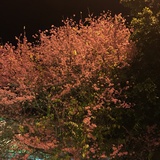 糖豆豆