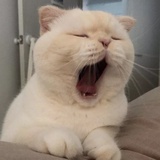 青崖白鹿