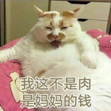 球宝宝没cat饼