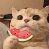 爱吃小饼干