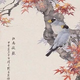 燕赵老牛