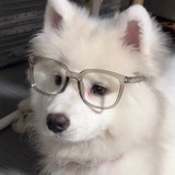 养猪场发财小狗