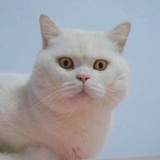 一只胖喵