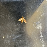 虫虫