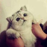 CCCying