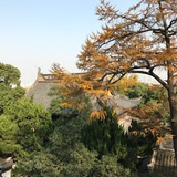 马豆豆
