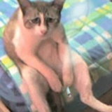 长生鹤