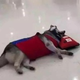 逸动的心境