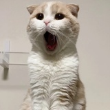 豆沙包