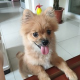 团子妈妈