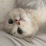 梧桐叶