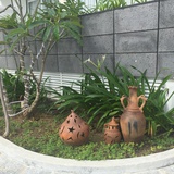 绿芽芽
